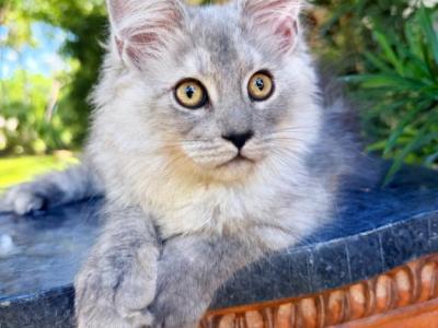 Claudia Beautiful High Smoke Girl - Maine Coon - Gallery Photo #1