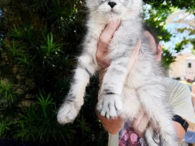Sterling Stunning Silver Boy - Maine Coon - Gallery Photo #1