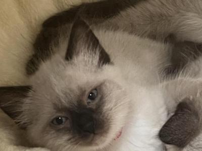 Merlin And Maggies Kittens - Balinese - Gallery Photo #1