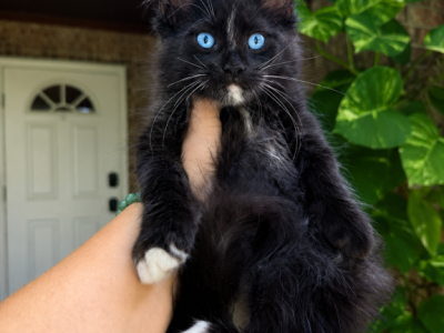 Salem BlueEyed Black Smoke - Maine Coon - Gallery Photo #1