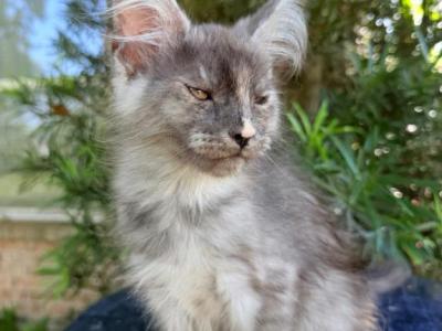 Polydactyl Tortie Girl - Maine Coon - Gallery Photo #1