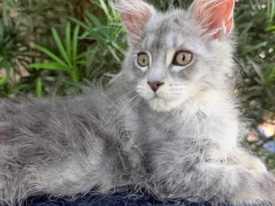 Serafina Silver Beauty - Maine Coon - Gallery Photo #1