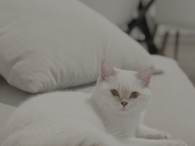 Chanel - British Shorthair - Gallery Photo #1