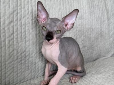 Archie - Sphynx - Gallery Photo #1