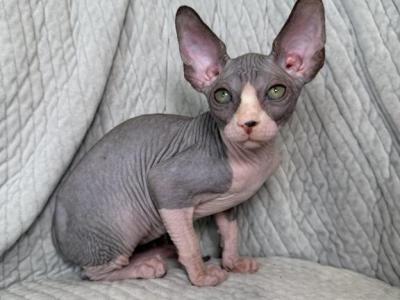 Arnold - Sphynx - Gallery Photo #1