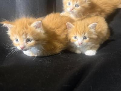 Updated Pics - Maine Coon - Gallery Photo #1
