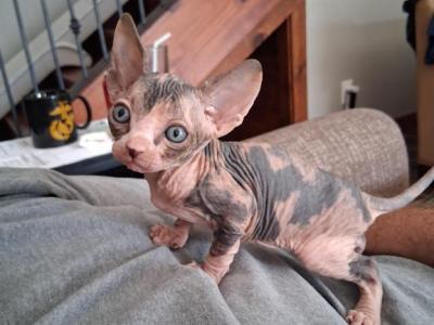 TICA Calico Bi Color - Sphynx - Gallery Photo #1