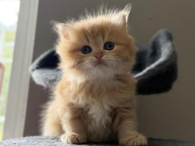Cute Scottish Straight Fluffy Kitty - Scottish Straight - Gallery Photo #1