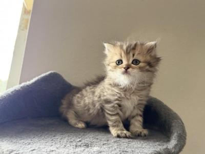 Scottish Straight Female Longhair Kitten - Scottish Straight - Gallery Photo #1
