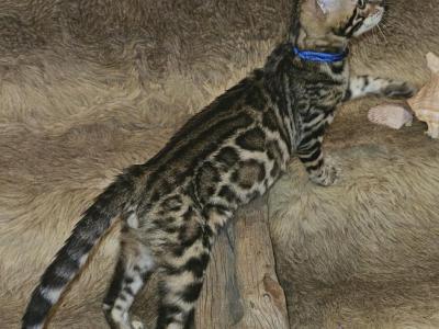 Male Female Brown Bengal Kittens - Bengal - Gallery Photo #1