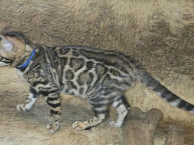 Male Brown Bengal Kitten - Bengal - Gallery Photo #1