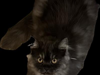 Stunning Shaded Smoke Persian Boys - Persian - Gallery Photo #1