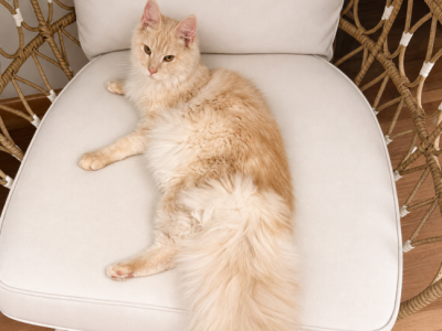 Isla - Maine Coon - Gallery Photo #1