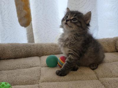 Percy - American Shorthair - Gallery Photo #1