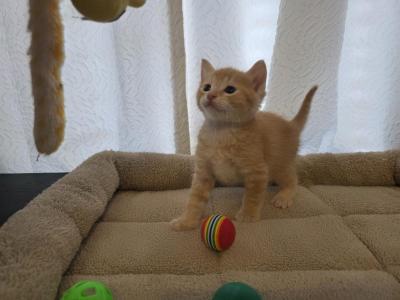 Sunny - American Shorthair - Gallery Photo #1
