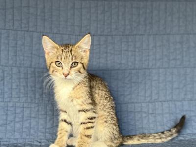 Beautiful Kittens - Domestic - Gallery Photo #1