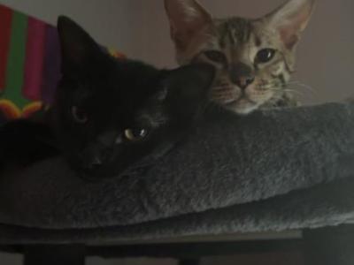 Beerus - Bengal - Gallery Photo #1