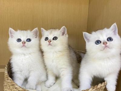 Sugar - British Shorthair - Gallery Photo #1