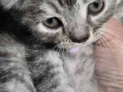 Jasmine - Persian - Gallery Photo #1