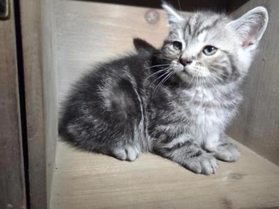 Big Boy - Persian - Gallery Photo #1