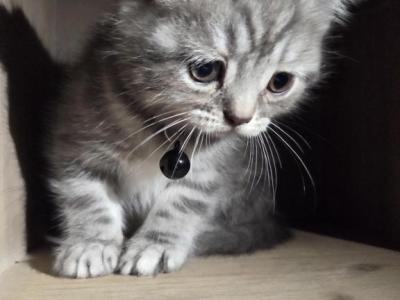Pooh - Persian - Gallery Photo #1