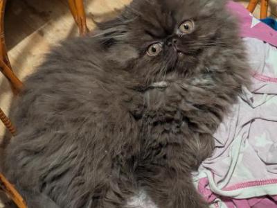 Choco Male - Persian - Gallery Photo #1