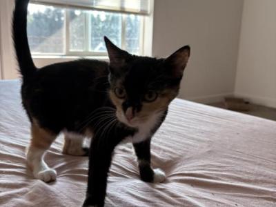 Pandora - Domestic - Gallery Photo #1