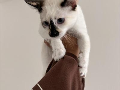 Calypso - Domestic - Gallery Photo #1