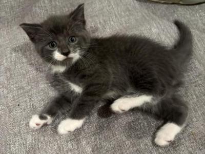 Max - Domestic - Gallery Photo #1