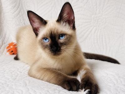Female Siamese Kitten - Siamese - Gallery Photo #1