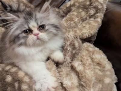 Boeing - Persian - Gallery Photo #1