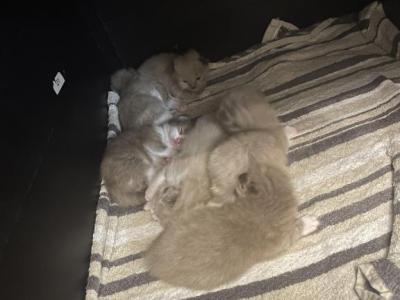 Luna6kittys - Ragdoll - Gallery Photo #1