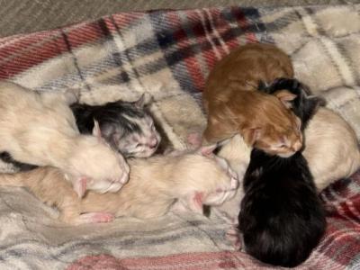 Champion Bloodlines Tica Registered - Maine Coon - Gallery Photo #1