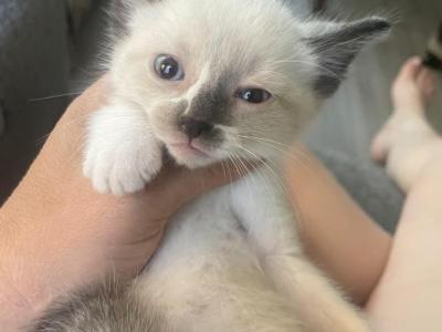 Sir Cleo - Siamese - Gallery Photo #1