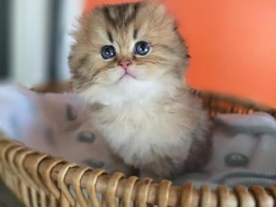 Gigi - Scottish Fold - Gallery Photo #1