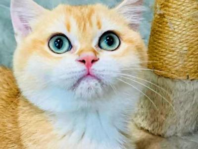 Diamond - British Shorthair - Gallery Photo #1