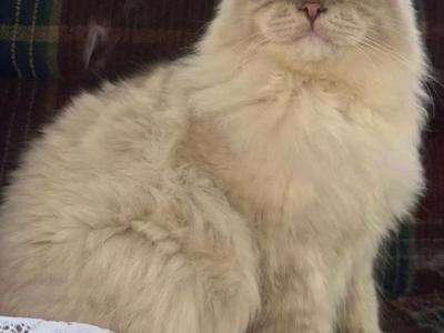Akio - Ragdoll - Gallery Photo #1