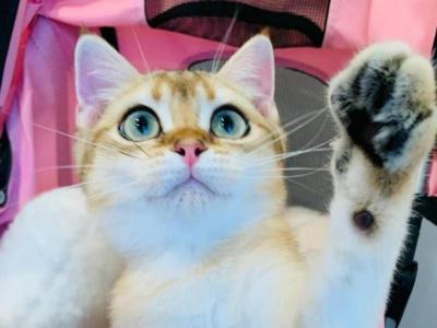 Poppy - British Shorthair - Gallery Photo #1