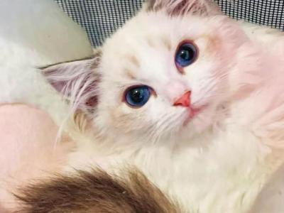 Fairy - Ragdoll - Gallery Photo #1