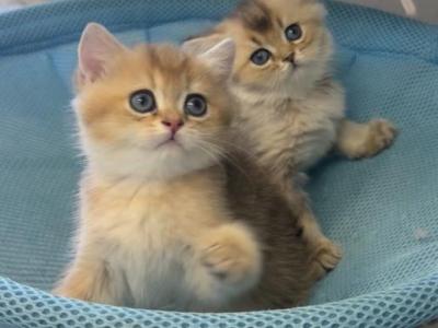 British Longhair Male & British Shorthair Female - British Shorthair - Gallery Photo #1