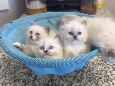 Ragdoll Kittens Jun - Ragdoll - Gallery Photo #1
