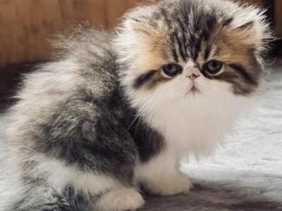 Zariah Boy - Persian - Gallery Photo #1