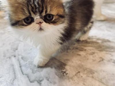 National Winner - Persian - Gallery Photo #1
