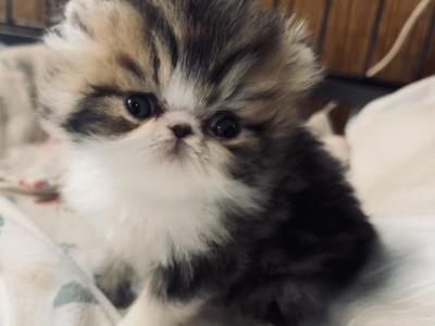 Brown Patch - Persian - Gallery Photo #1