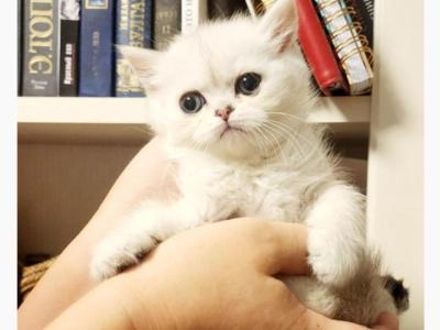 British Shorthair Silver Chinchilla Amber - British Shorthair - Gallery Photo #1