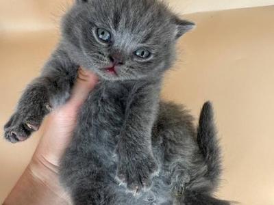 Blue British Short Hair Male - British Shorthair - Gallery Photo #1