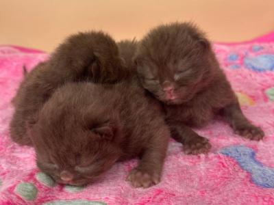 Chocolate British Short Hair Kittens - British Shorthair - Gallery Photo #1
