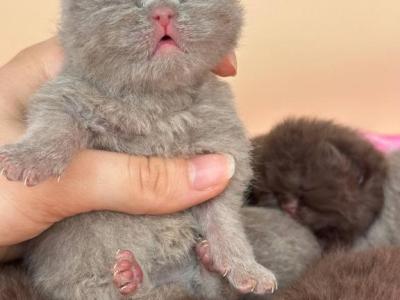 Fawn British Short Hair Female - British Shorthair - Gallery Photo #1