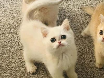 British Shorthair Kitty Aly - British Shorthair - Gallery Photo #1
