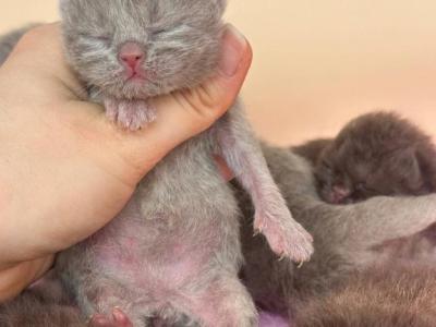 Fawn British Short Hair Male - British Shorthair - Gallery Photo #1